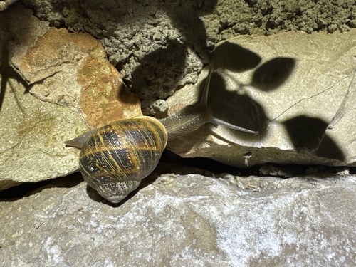 Garden Snail