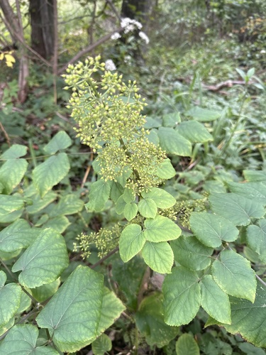 American spikenard