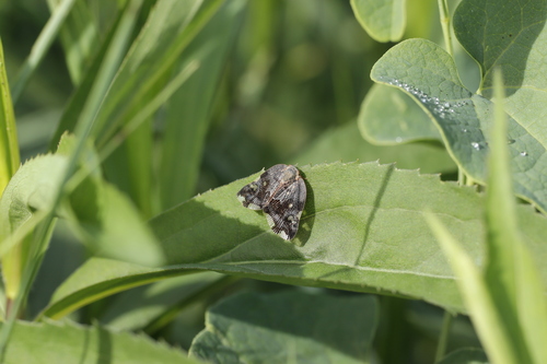 Black planthopper