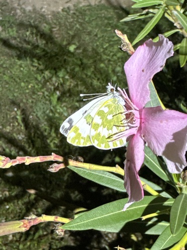 Eastern Bath White