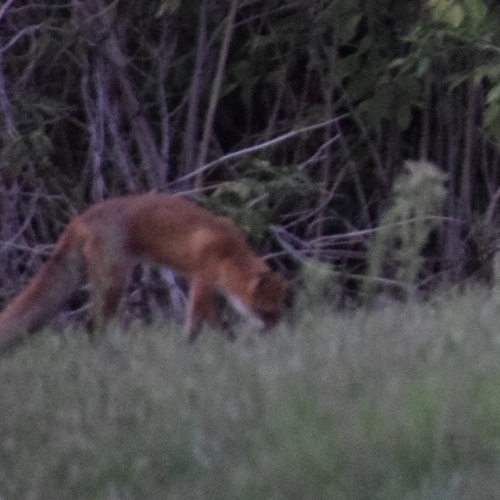 Red Fox