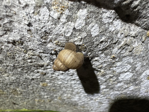 Round-mouthed Snail