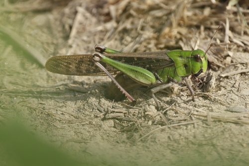 Migratory Locust