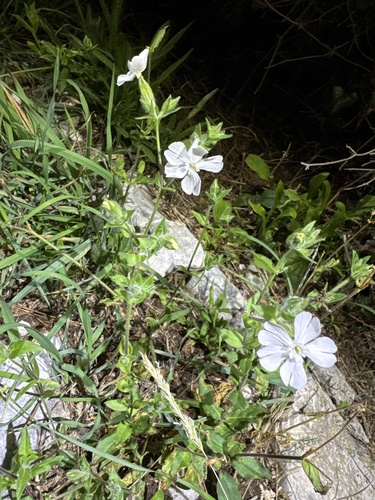 white campion