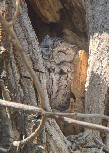 Eastern Screech-Owl