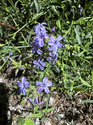 common leadwort