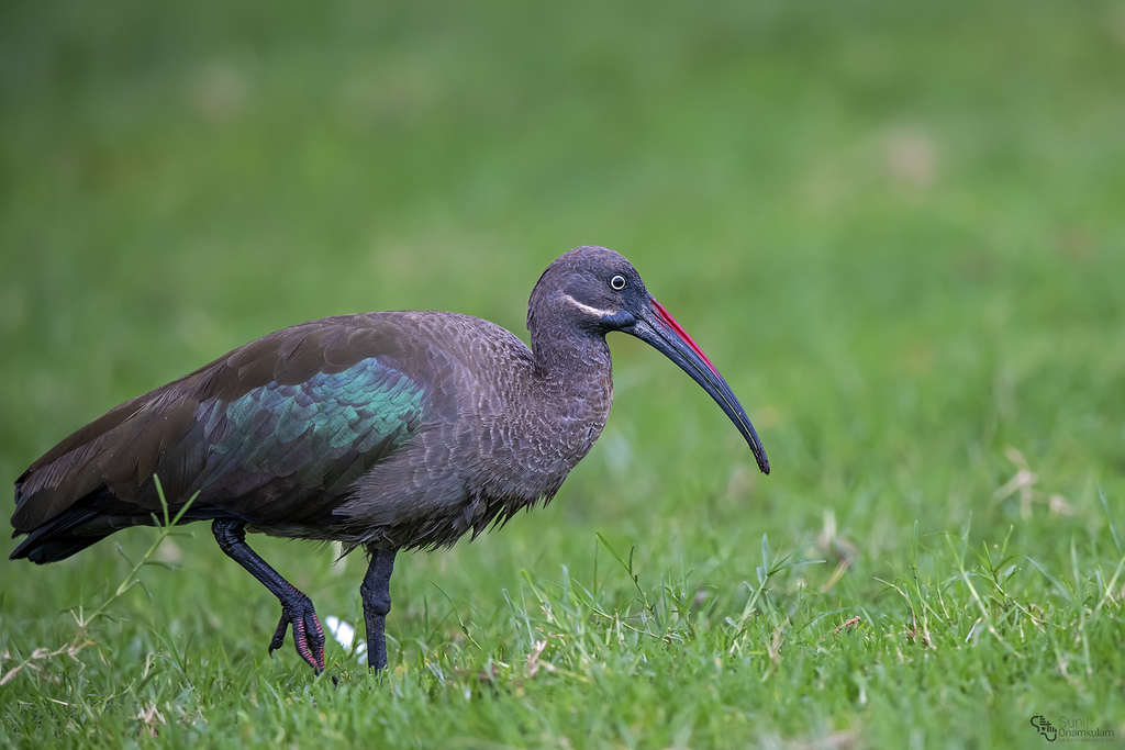 Hadada Ibis (Bostrychia hagedash) photo
