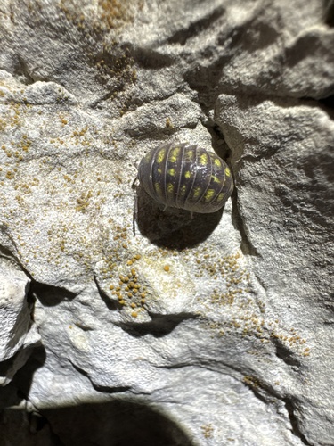 Granulated Pill Woodlouse