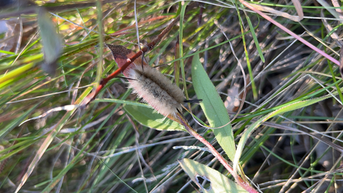 Banded Tussock Moth