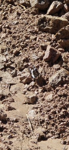 Weidemeyer's Admiral