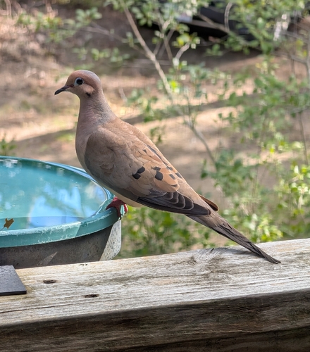 Mourning Dove