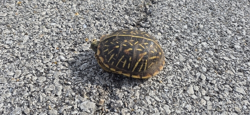Ornate Box Turtle