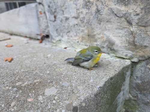 Northern Parula