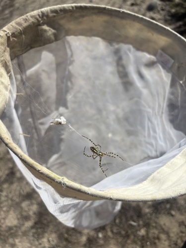Banded Garden Spider