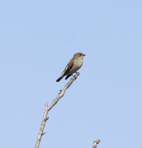 European Pied Flycatcher