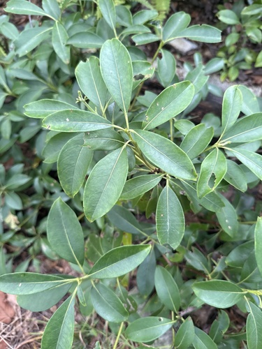 mountain laurel