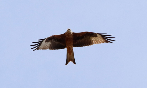 Red Kite