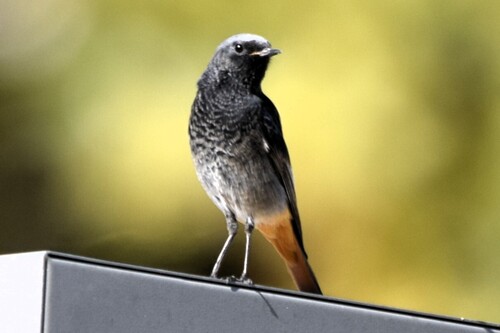 Black Redstart