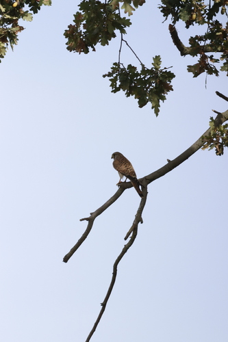 Eurasian Kestrel