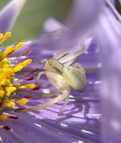 Goldenrod Crab Spider