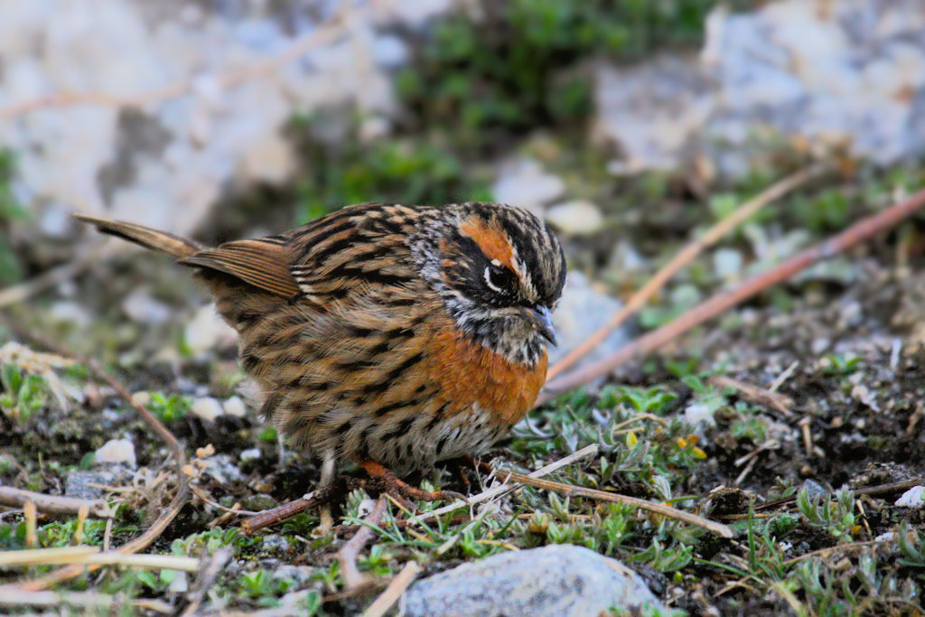 Rufous-breasted Accentor (Prunella strophiata)