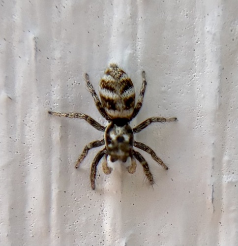 Zebra Jumping Spider