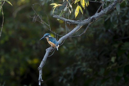 Common Kingfisher