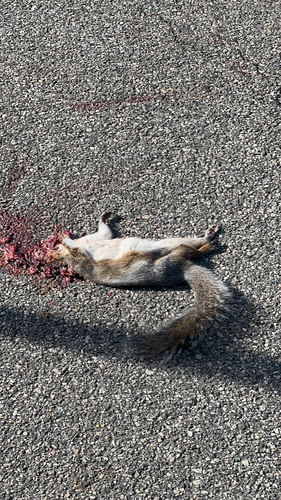 Eastern Gray Squirrel