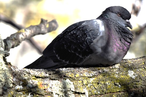 Feral Pigeon