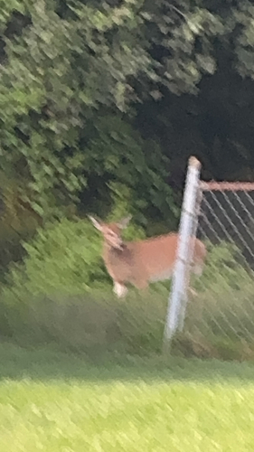 White-tailed Deer