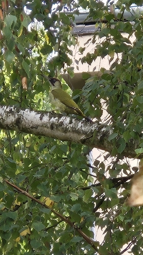 Eurasian Green Woodpecker