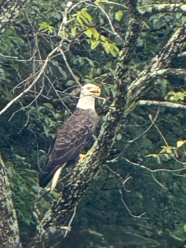 Bald Eagle