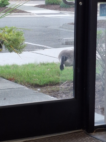 Canada Goose