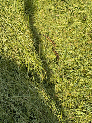 Common Garter Snake