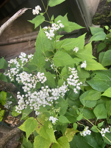 white snakeroot