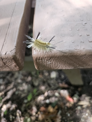 Banded Tussock Moth