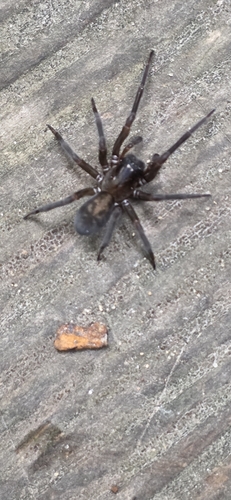 Black Laceweaver