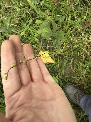 American jumpseed