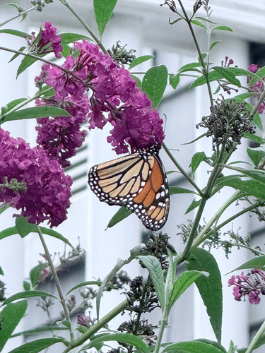 Monarch