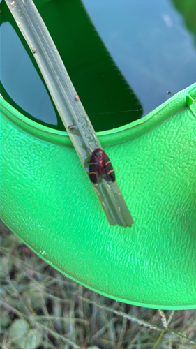 Two-lined Spittlebug