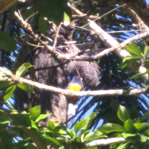 Trogon surrucura aurantius