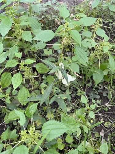 low smartweed