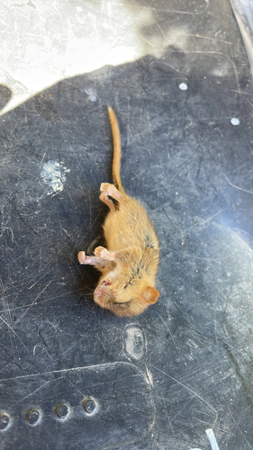 Hazel Dormouse