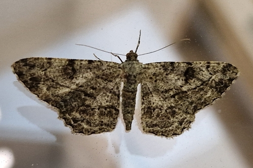 Willow Beauty