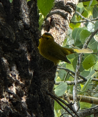 Wilson's Warbler