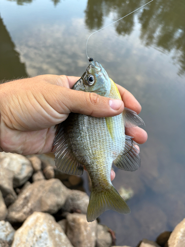 Bluegill