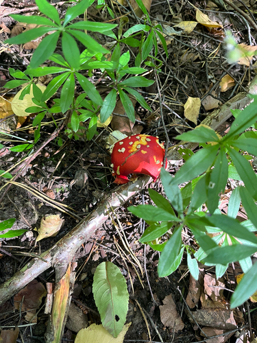 Fly Agaric
