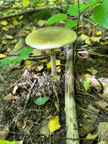 Deathcap