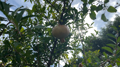 pomegranate