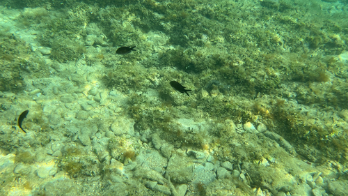Mediterranean Damselfish